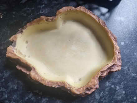 Photo of free Reptile water dish (Matchborough East B98) #1