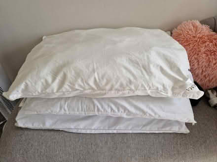 Photo of free Pillows (Wellington, Somerset)