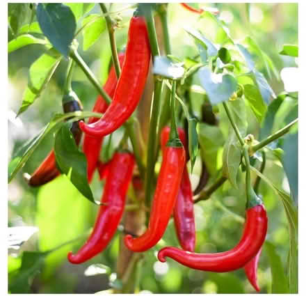 Photo of free Finger Chillies Seedlings (Whetstone Leicester LE8) #1