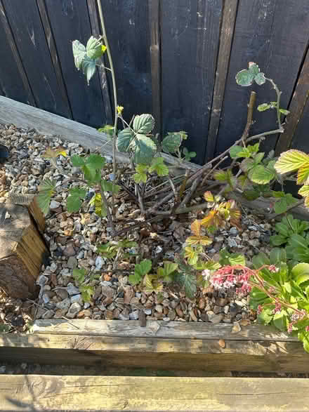 Photo of free Thornless blackberry (Blyth NE24) #1