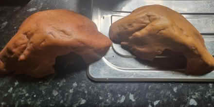 Photo of free Two snake hides (Matchborough East B98) #1