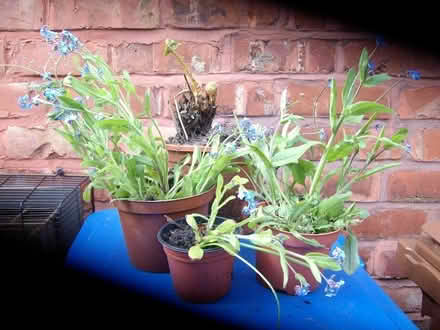 Photo of free Forget-me-knots and fern, just dug out (Great Moor SK2) #1