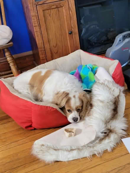 Photo of Dog Bed like this (Arlington MA) #1