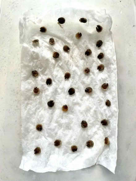 Photo of free Hollyhocks Seedlings And Seeds (Whetstone Leicester LE8) #2