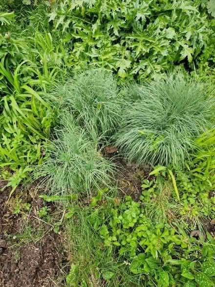 Photo of free Clump forming perennial. (Upper Weston) #1