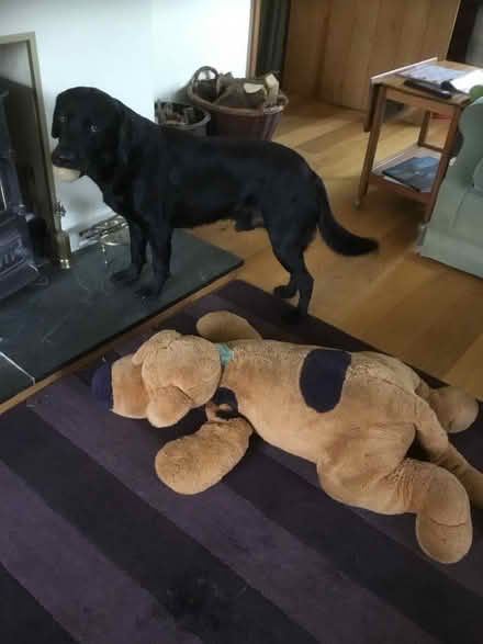 Photo of free Dog bed & stuffed toy (Rowanfield GL51) #1