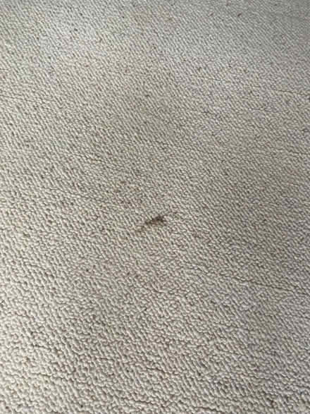 Photo of free Brand new 100% wool carpet, Beige/cream (Edenbridge TN8) #2