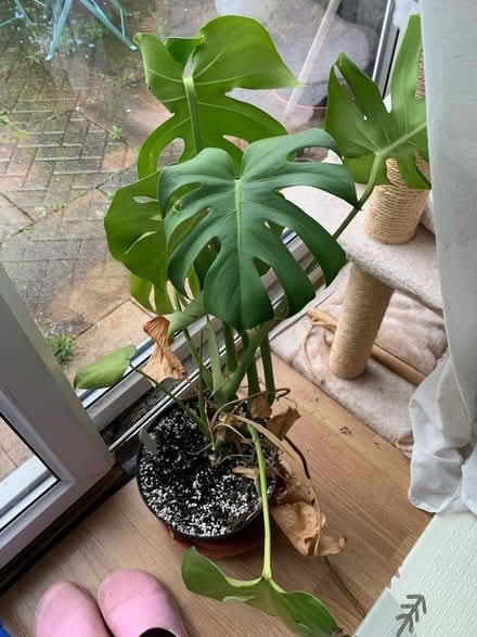 Photo of free House plant (RG6 Earley) #1