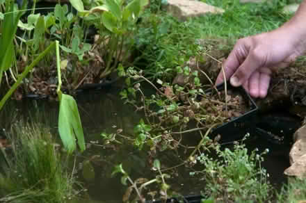 Photo of garden pond plants – frimley (GU16) #1