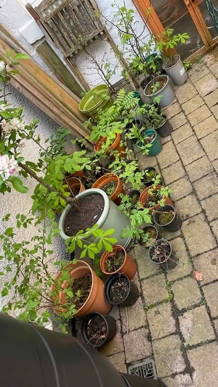 Photo of free Young trees for community planting (Dalkeith EH22) #1