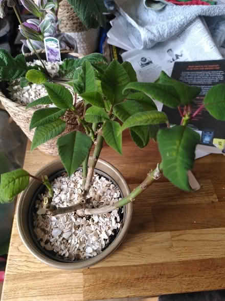 Photo of free Poinsettia plant (Earlham NR4) #1