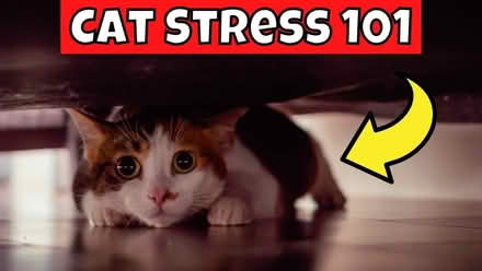Photo of Cat Calming/ anti-stress products (Beckenham) #1