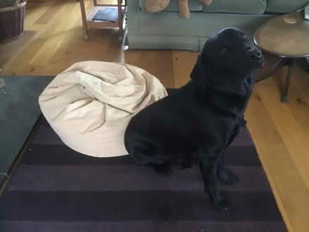 Photo of free Dog bed & stuffed toy (Rowanfield GL51) #4
