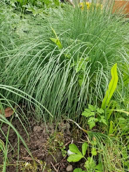 Photo of free Clump forming perennial. (Upper Weston) #2