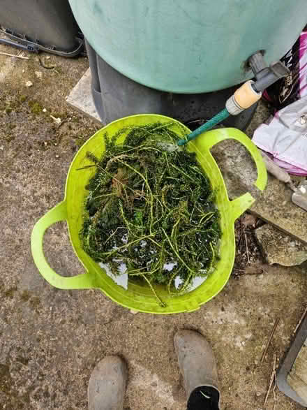 Photo of free Oxygenating weed. (Upper Weston) #1