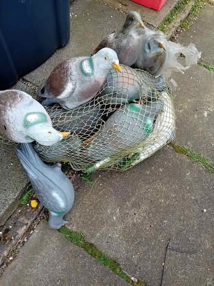 Photo of free Decoy pigeons (Edinburgh EH11) #1