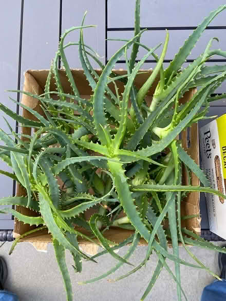 Photo of free Aloe cuttings (San Rafael) #1