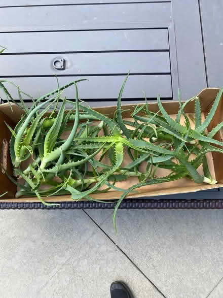 Photo of free Aloe cuttings (San Rafael) #2