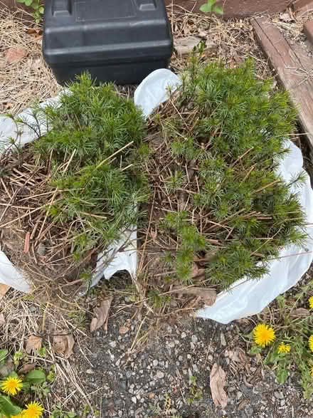 Photo of free Coreopsis, and echinacea plants (Roxbury) #1