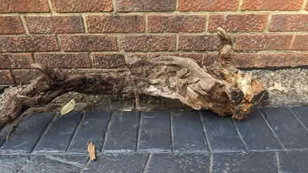 Photo of free Tree root for garden display (Bearsted) #1