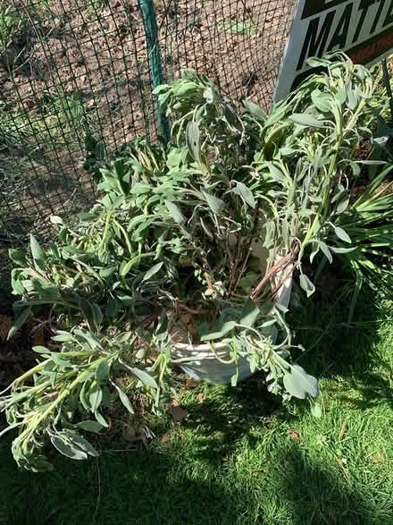 Photo of free Fresh Cut Sage (the herb) (Englewood) #1