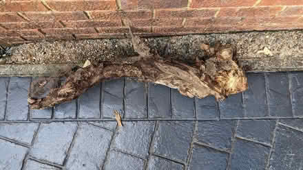 Photo of free Tree root for garden display (Bearsted) #2