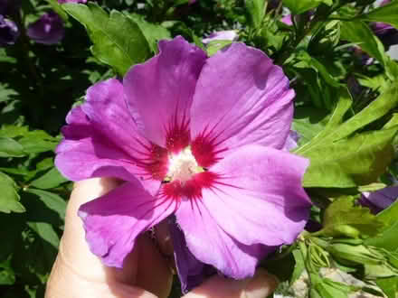 Photo of free Hibiscus Plants (North Tonbridge.) #3