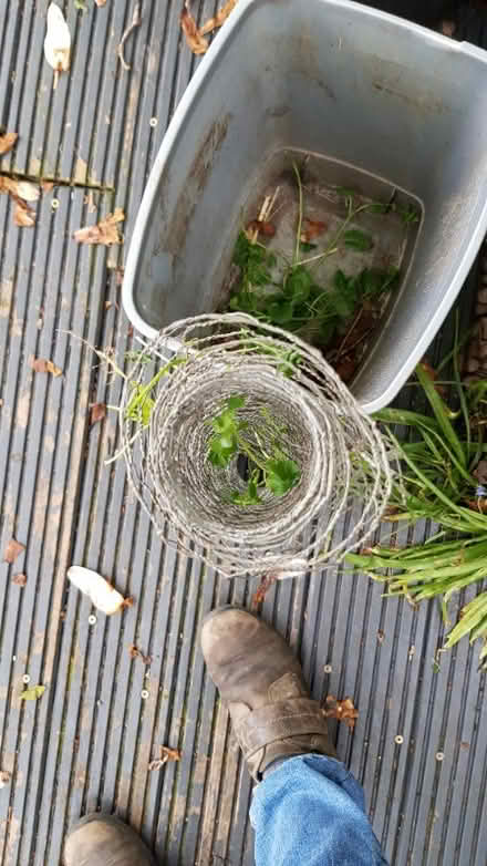 Photo of free Chicken wire (Orford WA2) #2