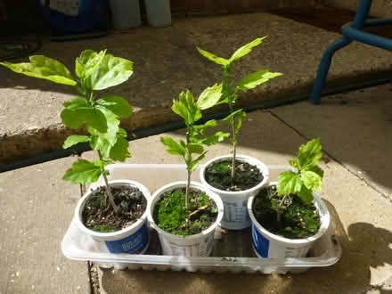 Photo of free Hibiscus Plants (North Tonbridge.) #1