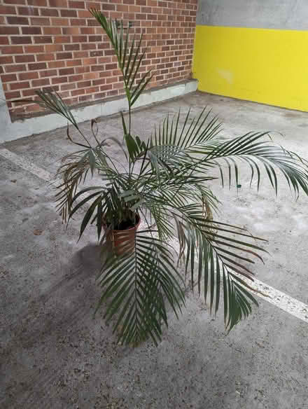 Photo of free Large house plant (Lordship Lane, London SE22) #1