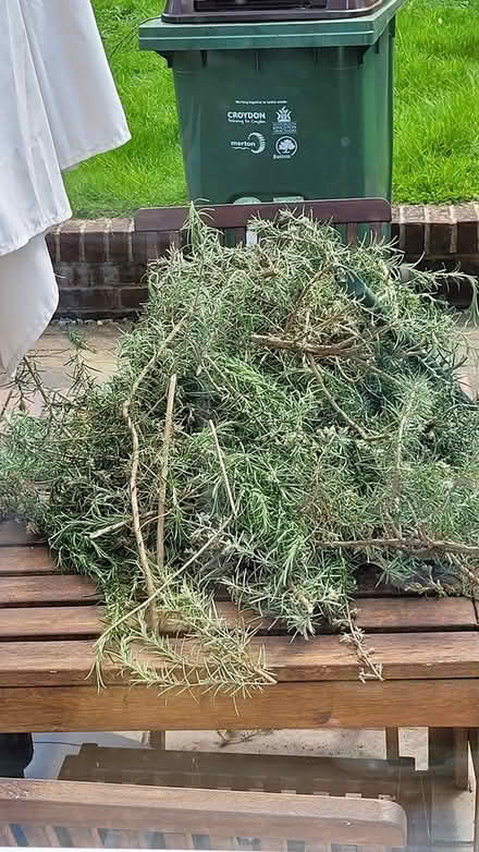 Photo of free Rosemary cuttings (SM5) #1