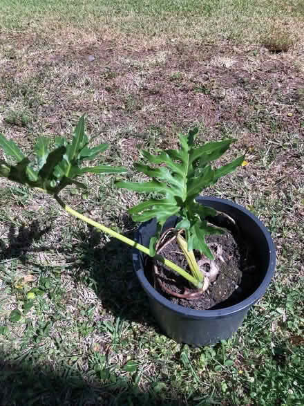Photo of free Beautiful plant (12th St & IRB, Vero Beach) #1