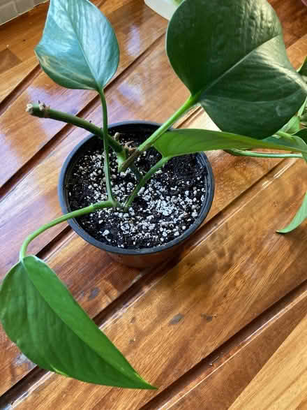 Photo of free House plants (Camside) #1