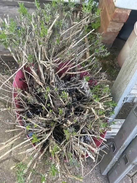 Photo of free Large Lavender Plant (WS7 Chasetown) #1