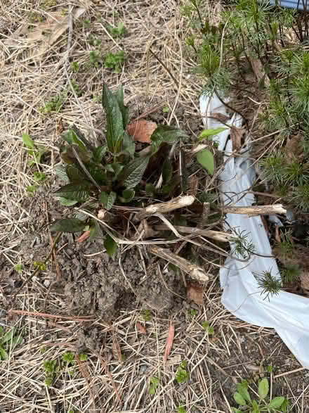 Photo of free Coreopsis, and echinacea plants (Roxbury) #2
