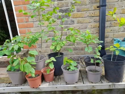 Photo of free Tree seedlings to give away (Teddington TW11) #1