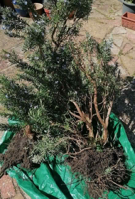 Photo of free Rosemary plants (Langney BN23) #1