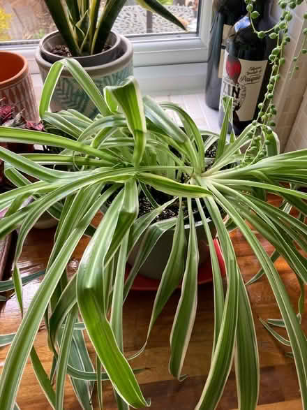 Photo of free House plants (Camside) #2
