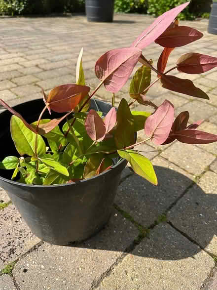 Photo of free St Jon’s Wart Plant (Broadstone BH17) #1