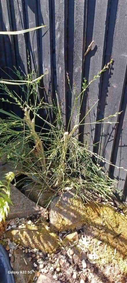 Photo of free Out door plant (DE56 neather heage) #1
