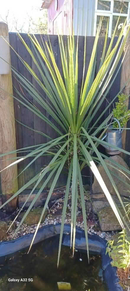 Photo of free Outdoor plant (DE56 neather heage) #1