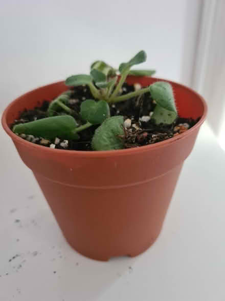 Photo of free African violet (Hornsey/Crouch End N8) #1