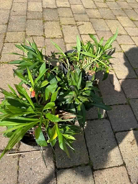 Photo of free Aster plants (Broadstone BH17) #1