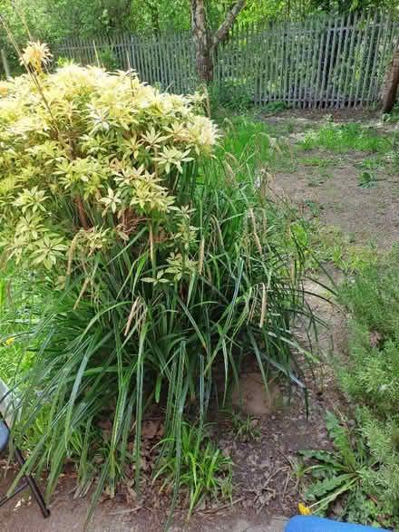 Photo of free garden plant/bush (Ellesmere Port CH65) #2