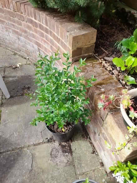 Photo of free Privet (Orpington BR6) #1