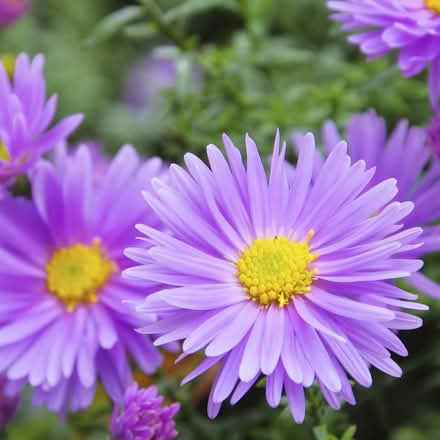 Photo of free Aster (Broadstone BH17) #2