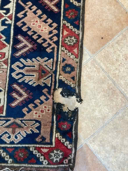 Photo of free Moth-damaged rug (Bear Flat) #2