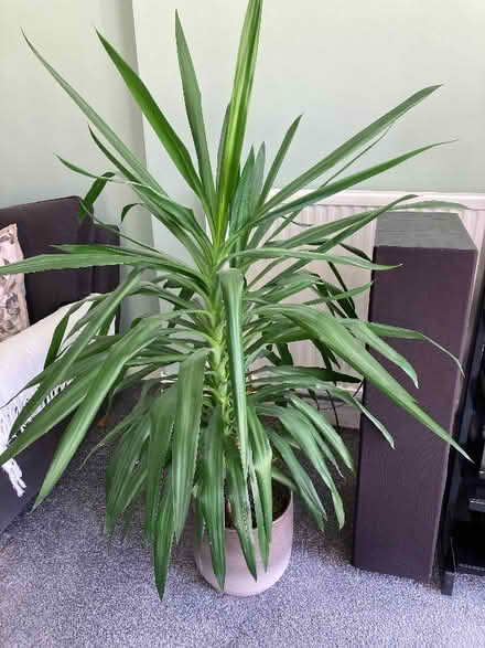 Photo of free Large Yucca houseplant (Willingdon BN20) #1