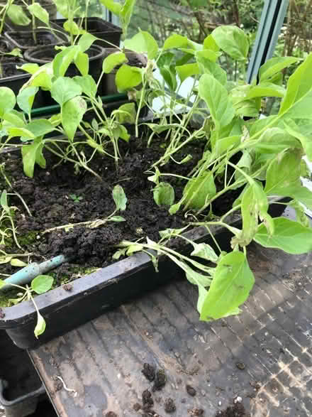 Photo of free Aubergine seedlings (Nether Edge S7) #1