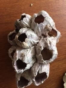 Photo of free coral and shell collection (Queen St E and Victoria Park) #3